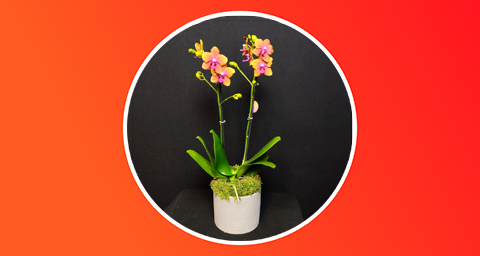 Орхидея фаленопсис с ароматом в кашпо